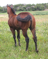 2013 bay filly - Gamblers Lil Angel x Badgers Blue Bandit