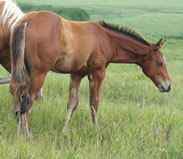 2012 bay stud colt - Dynamic Illusions x Don't Give Me No Zip