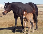 2012 bay stud colt - Don't Give Me No Zip x Dynamic Illusions