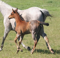 2023 Gray filly - Badgers Blue Freckles x HA Zanna Light