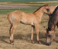 2026 dun stud colt - dooleys bella x bz burnin for larame