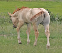 2025 Dooleys Bella x BZ Burnin for Larame