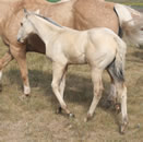 2026 filly - rws miss golden cody x bz burnin for larame