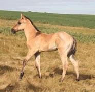 2026 grulla stud colt - badgers blue freckles x ha zanna light