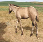 2026 grulla filly - legacy x bz burnin for larame