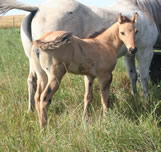 2026 dun filly - dooleys shimmer gal x bz burnin for larame